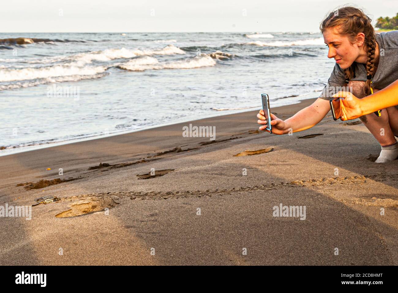 Hatchling heading for the Ocean. Biosphere citizen science project for sea turtles protection in Costa Rica Stock Photo