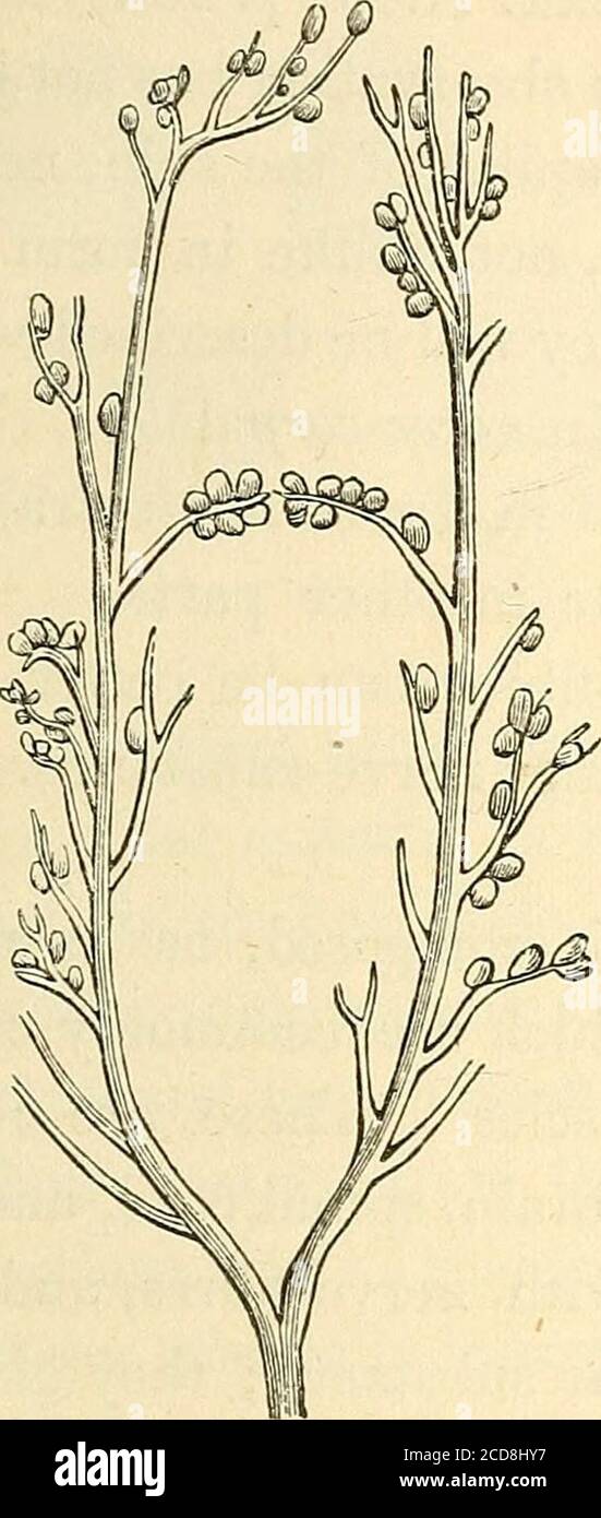 . Hand-book of physiology . us, nerve-fibres appear to terminate ...