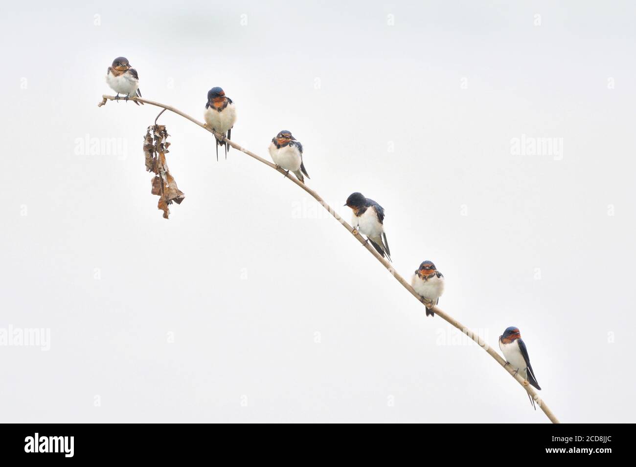 Barn Swallow Birds Resting On The Branch Of A Tree Stock Photo