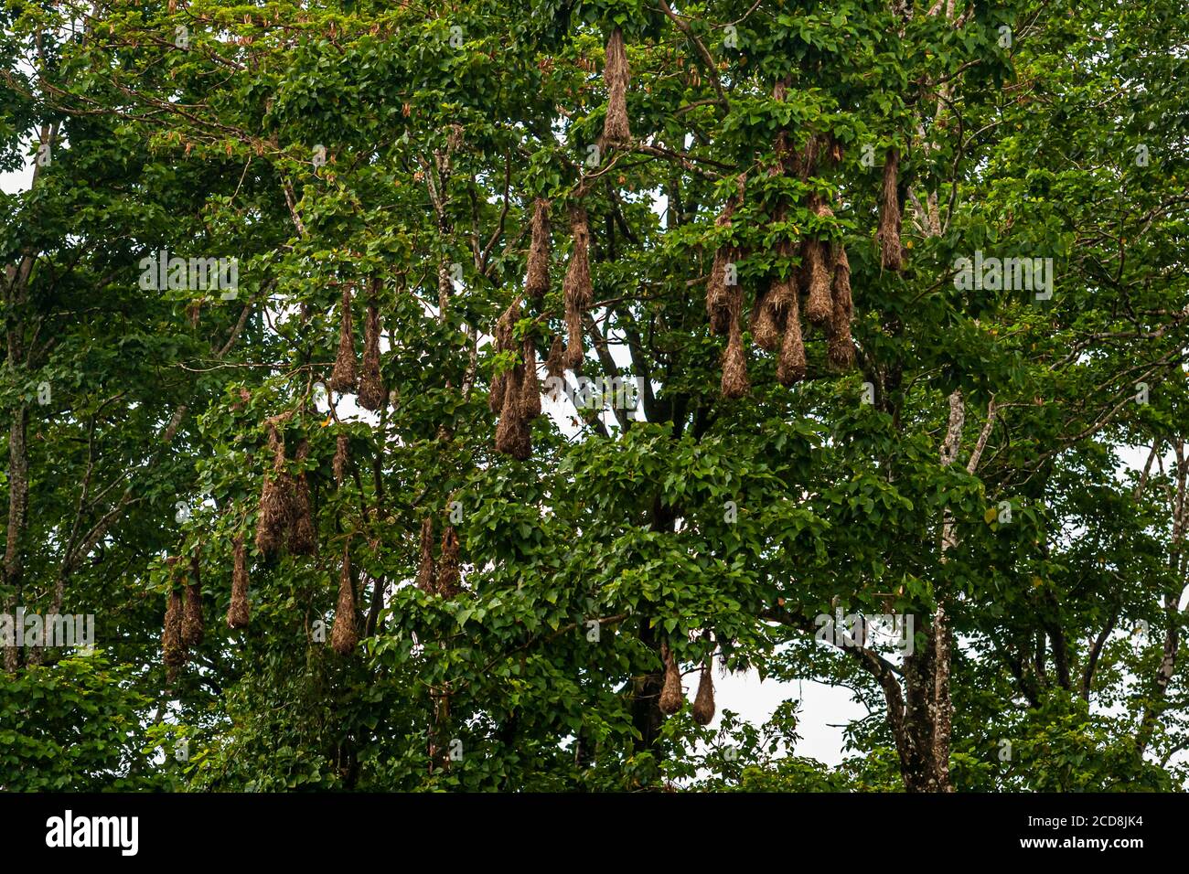 Oropendola nests in Costa Rica Stock Photo