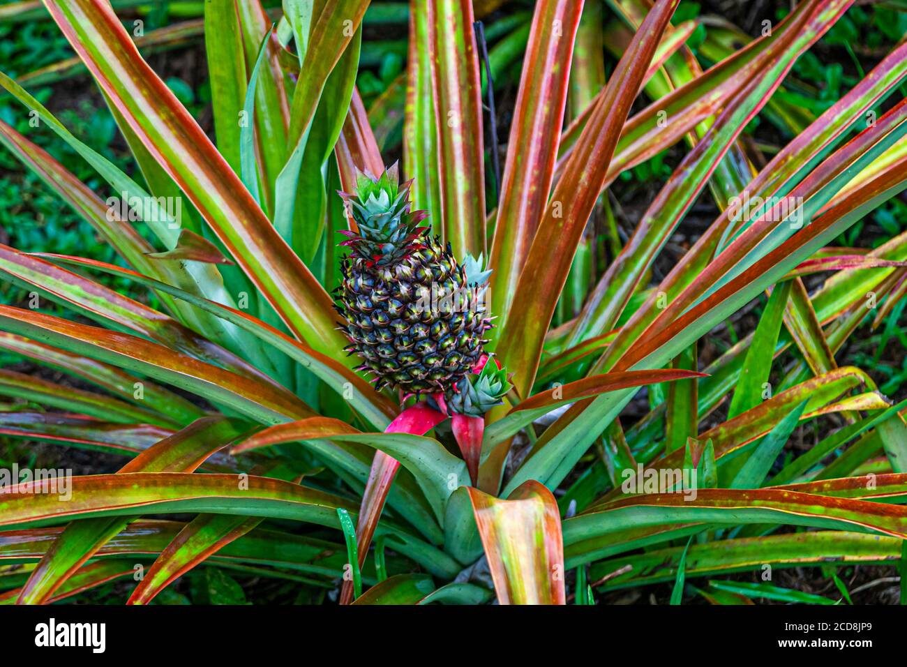 Pineapple of Costa Rica Stock Photo Alamy