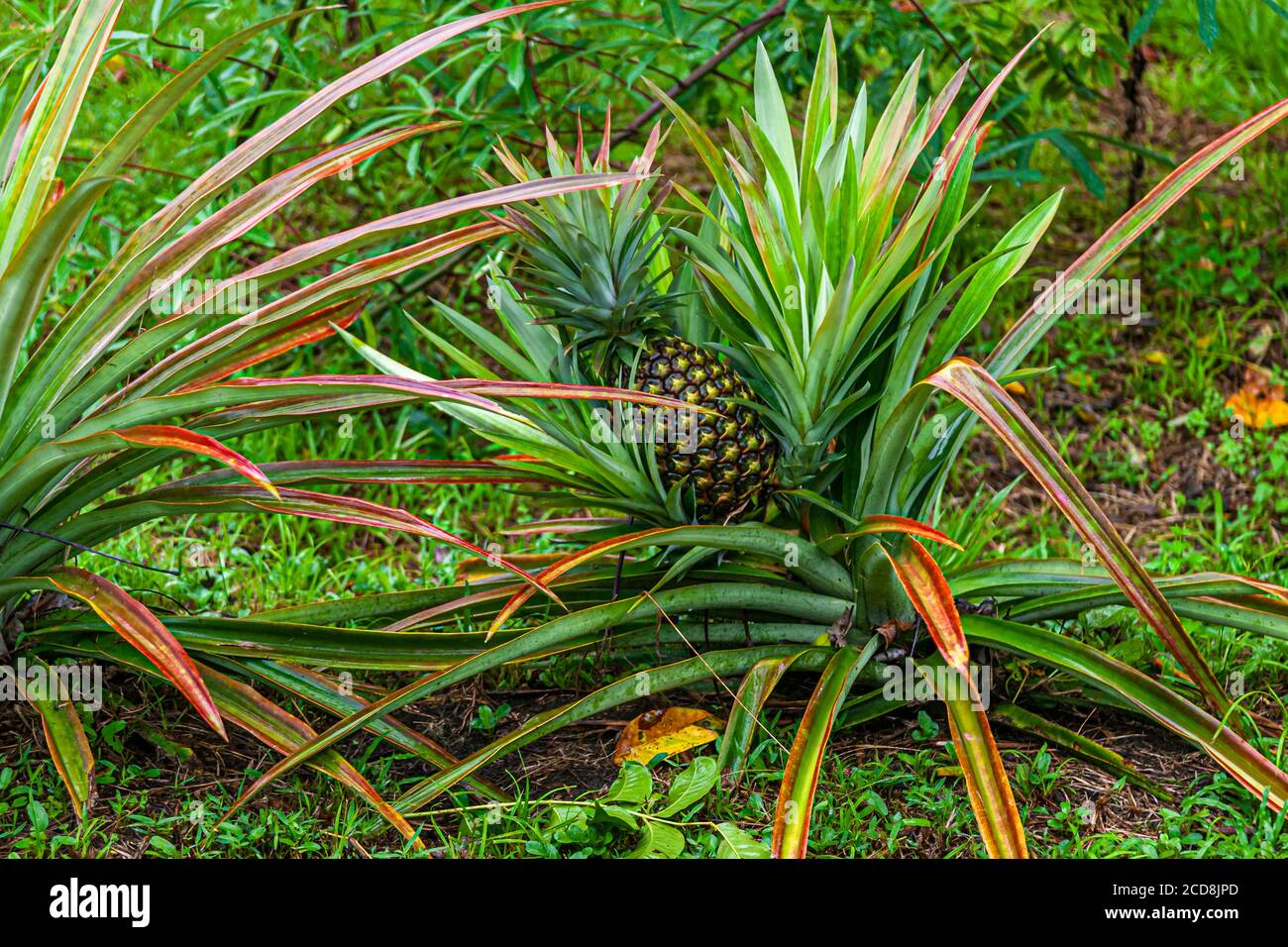 Pineapple of Costa Rica Stock Photo