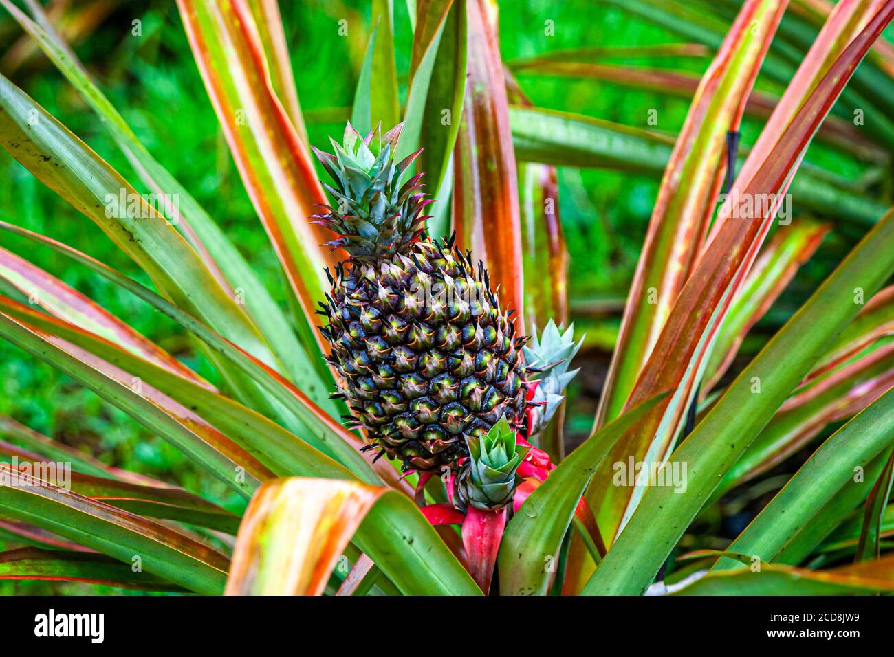 Pineapple of Costa Rica Stock Photo