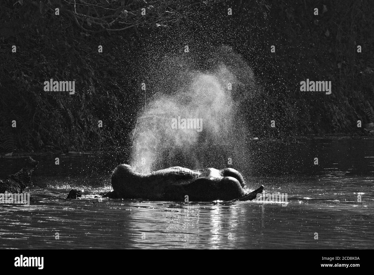 Elephant Is Taking Bath In A River By Spraying Water Stock Photo