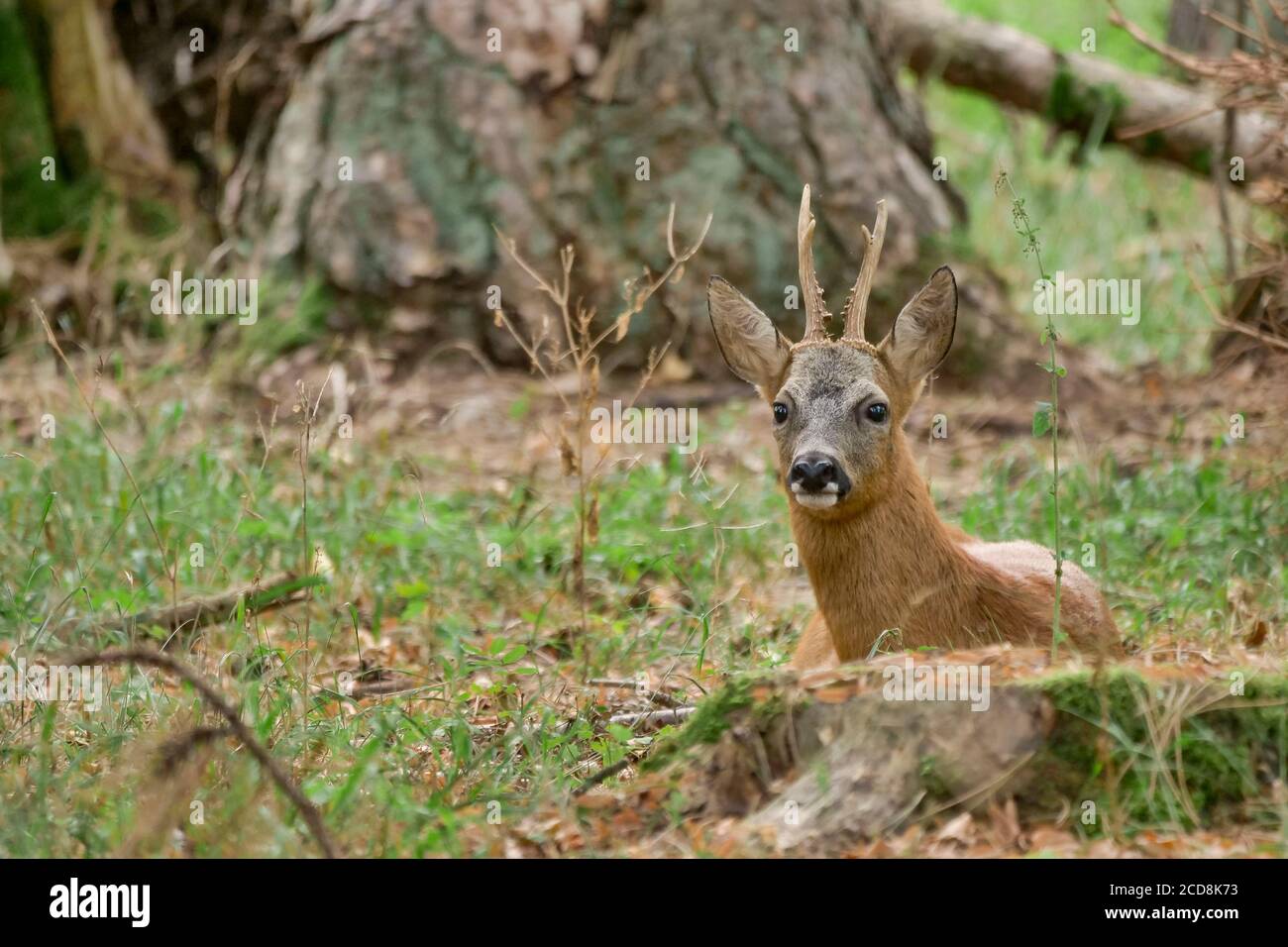 Western roe deer lying down in the forest Stock Photo Alamy