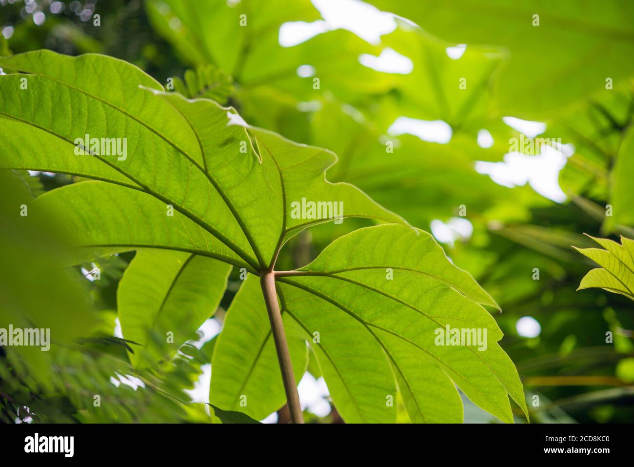 Leaf canopy hires stock photography and images Alamy