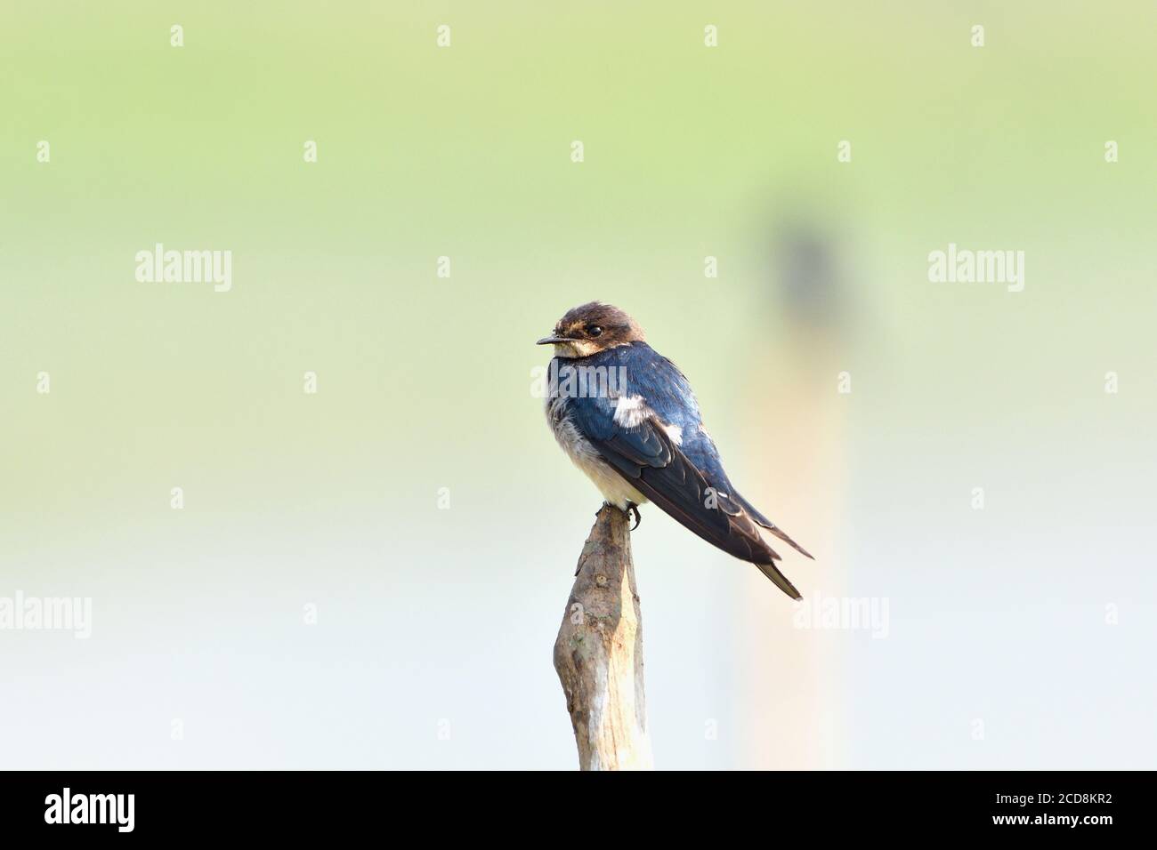 Juvenile Barn Swallow Bird Is Waiting For The Prey Stock Photo