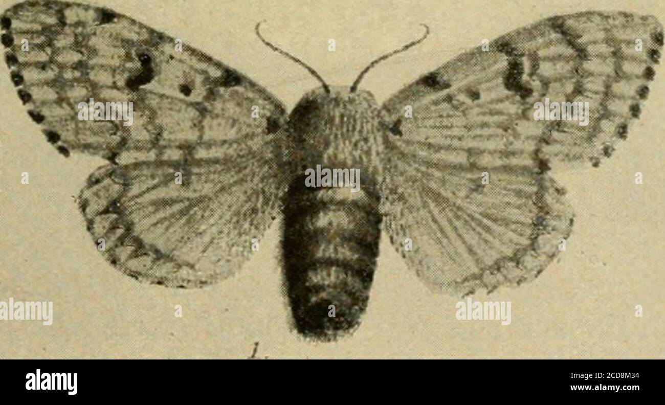 . Insect pests of farm, garden and orchard . Fig. 417.—The gipsy moth (Porthetria dispar Linn.): male above; femalebelow—natural size. (After Forbush and Fernald.) the total cost of combating it in New England must be considerablyover a million dollars per year. As it is gradually spreading,there seems every reason to fear that it may ultimately invadeother States. Life History and Description.—The eggs are laid in July andAugust, in a mass of 400 to 500, covered with yellowish hairsfrom the body of the female. The mass is an irregular oval 566 INSECT PESTS OF FARM, GARDEN AND ORCHARD shape li Stock Photo