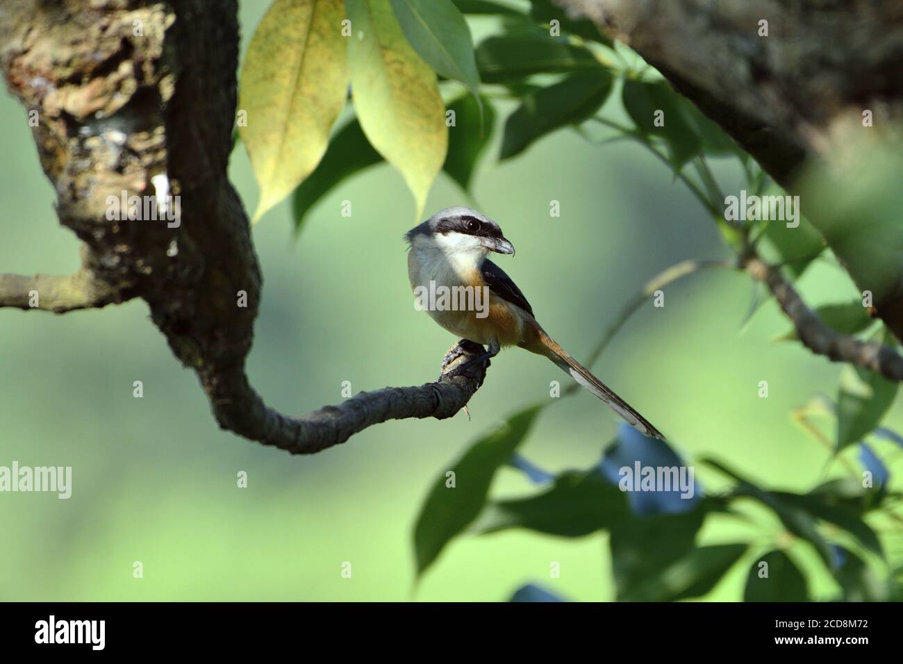 Long Tailed Shrike Bird Is Sitting On The Tree Stock Photo - Alamy