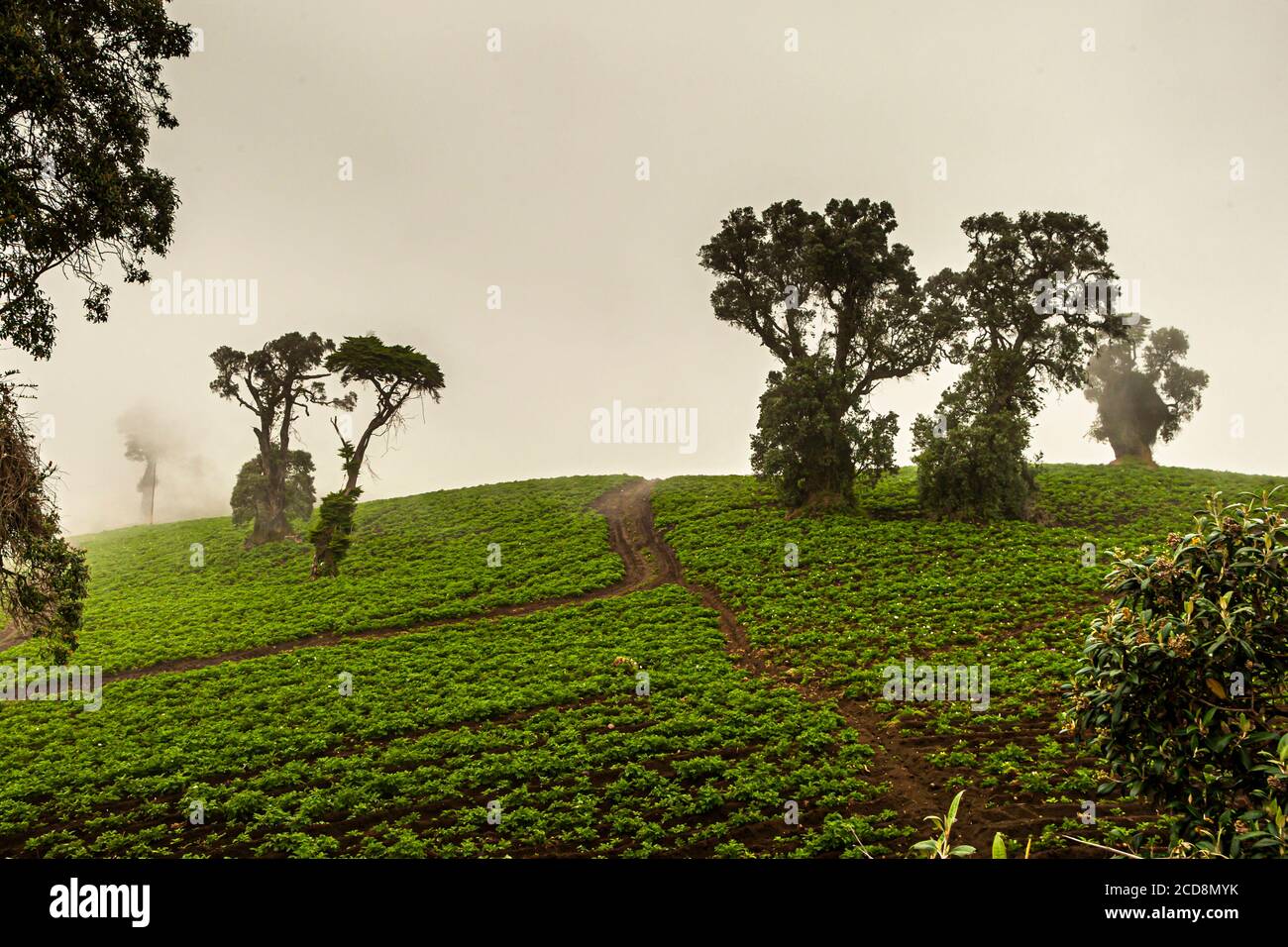 Potato Farming on the Hillsides near Pacayas, Costa Rica Stock Photo