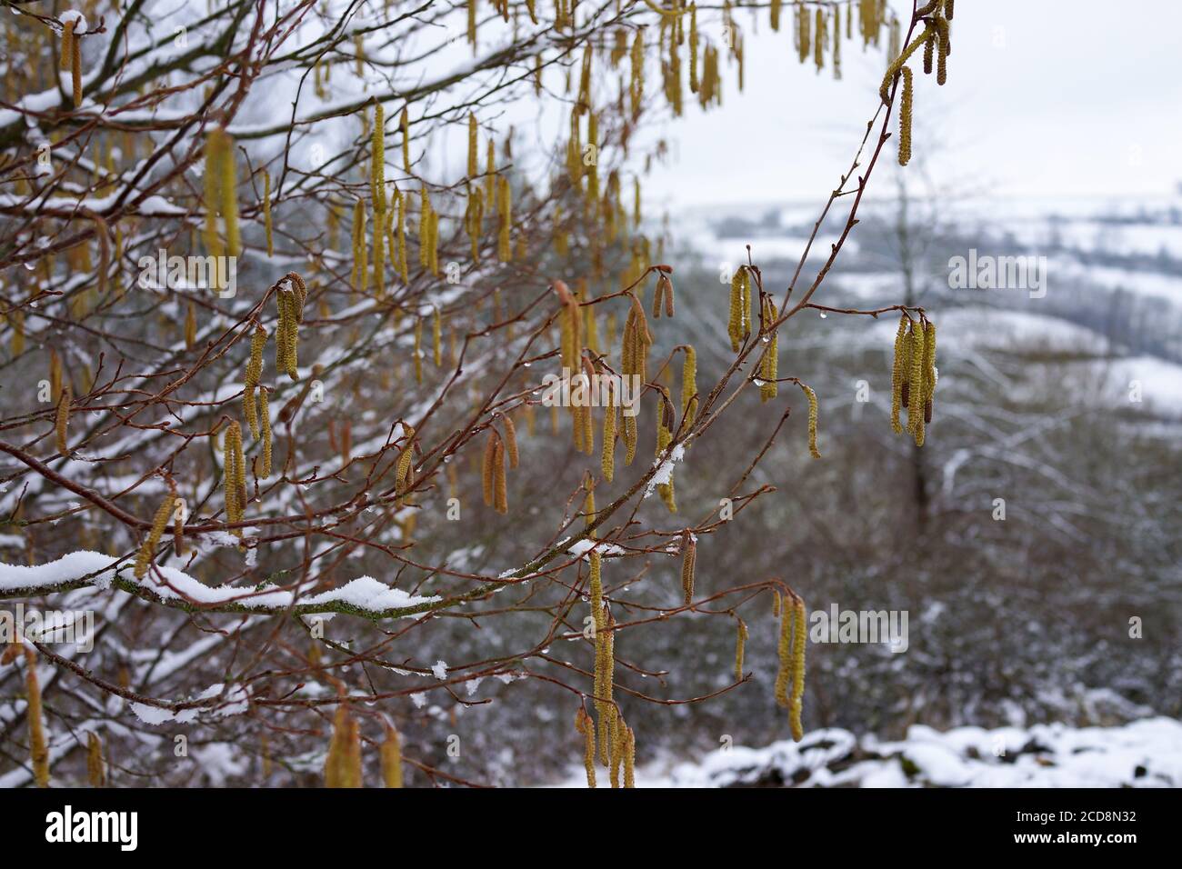 Closeup hazel tree branches hi-res stock photography and images - Alamy