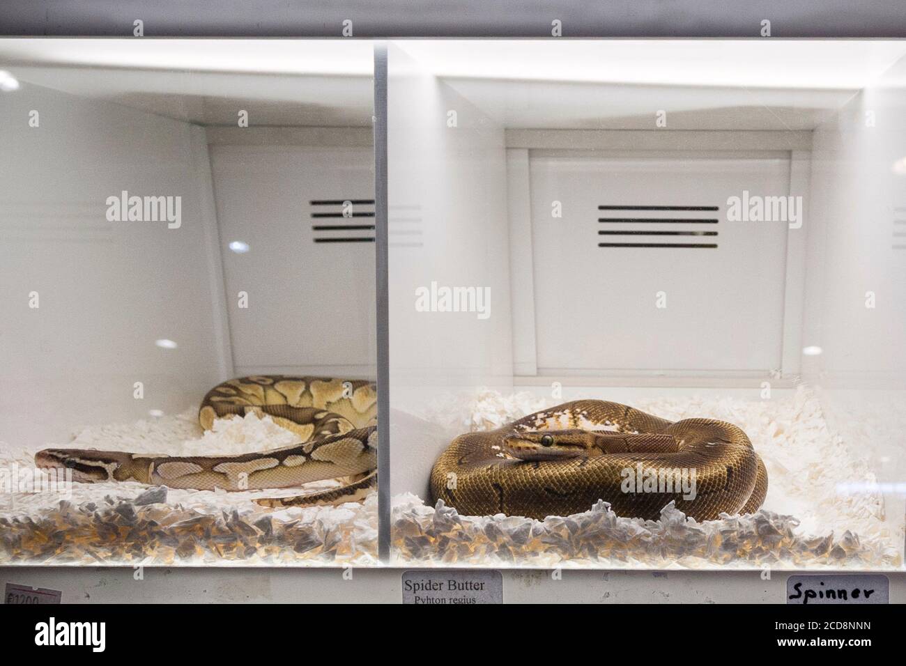 Two ball pythons (Python regius) also called royal python in captivity Stock Photo