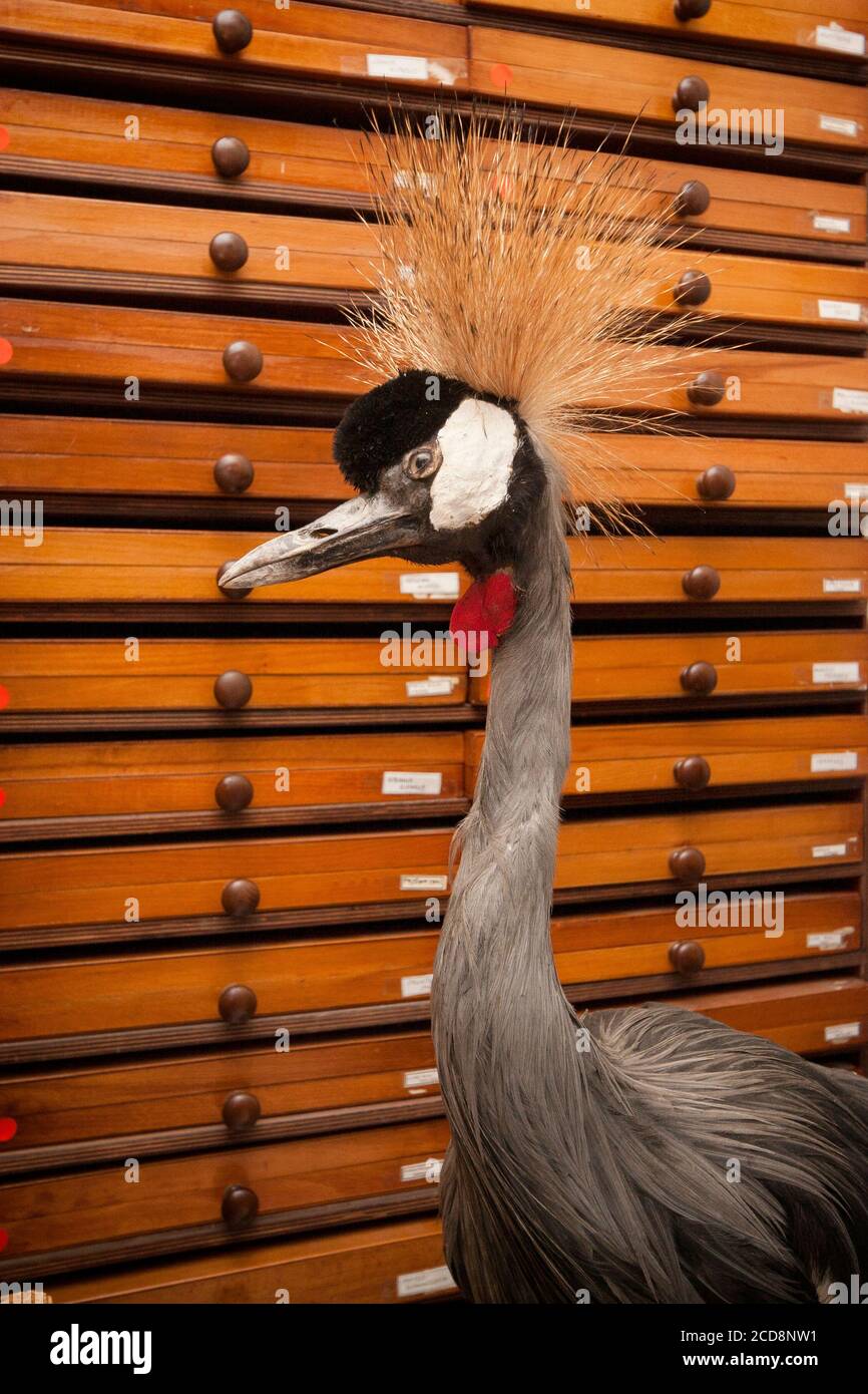 A stuffed Grey crowned crane (Balearica regulorum) Stock Photo