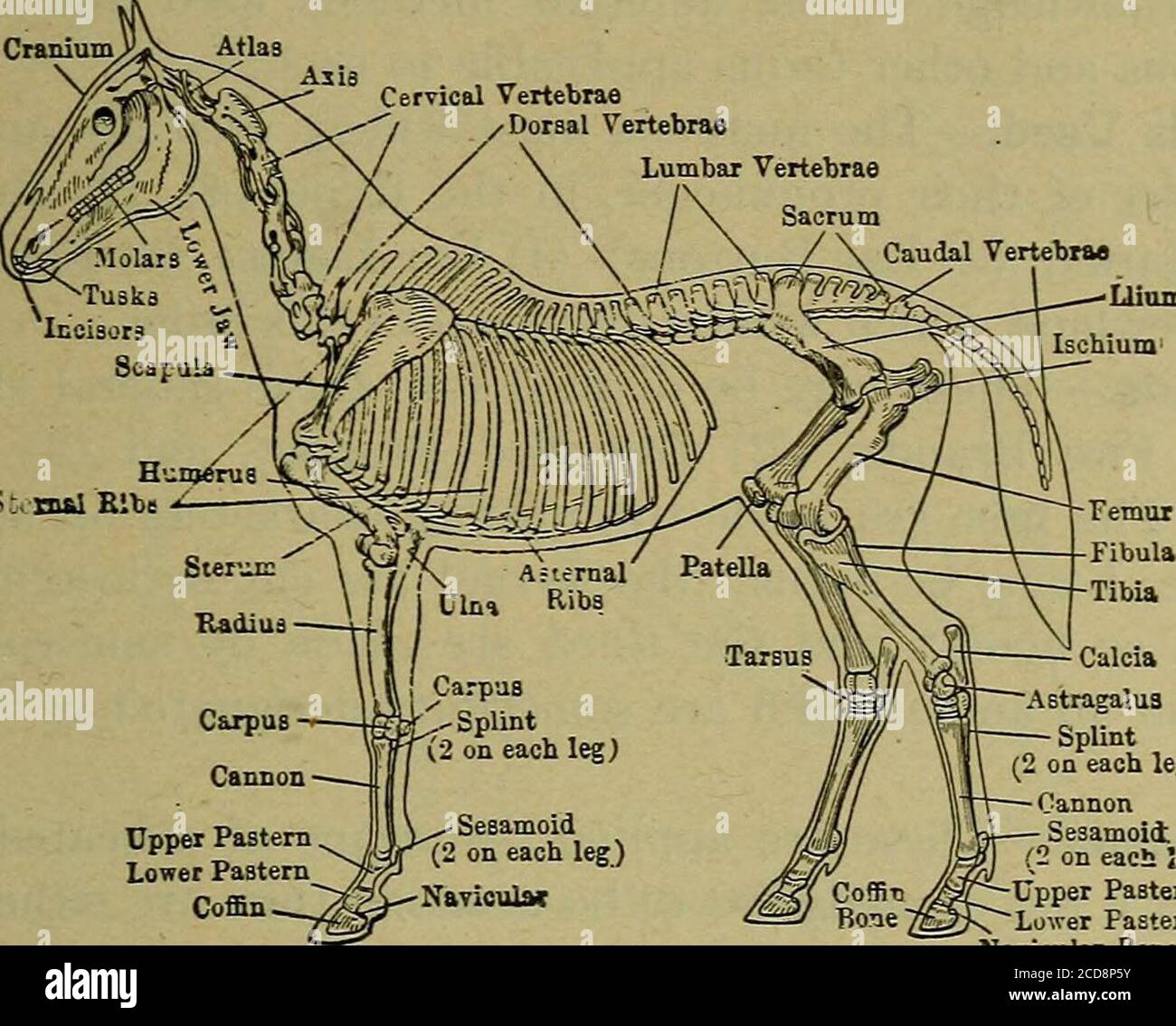 Symmetrical joints hires stock photography and images Alamy