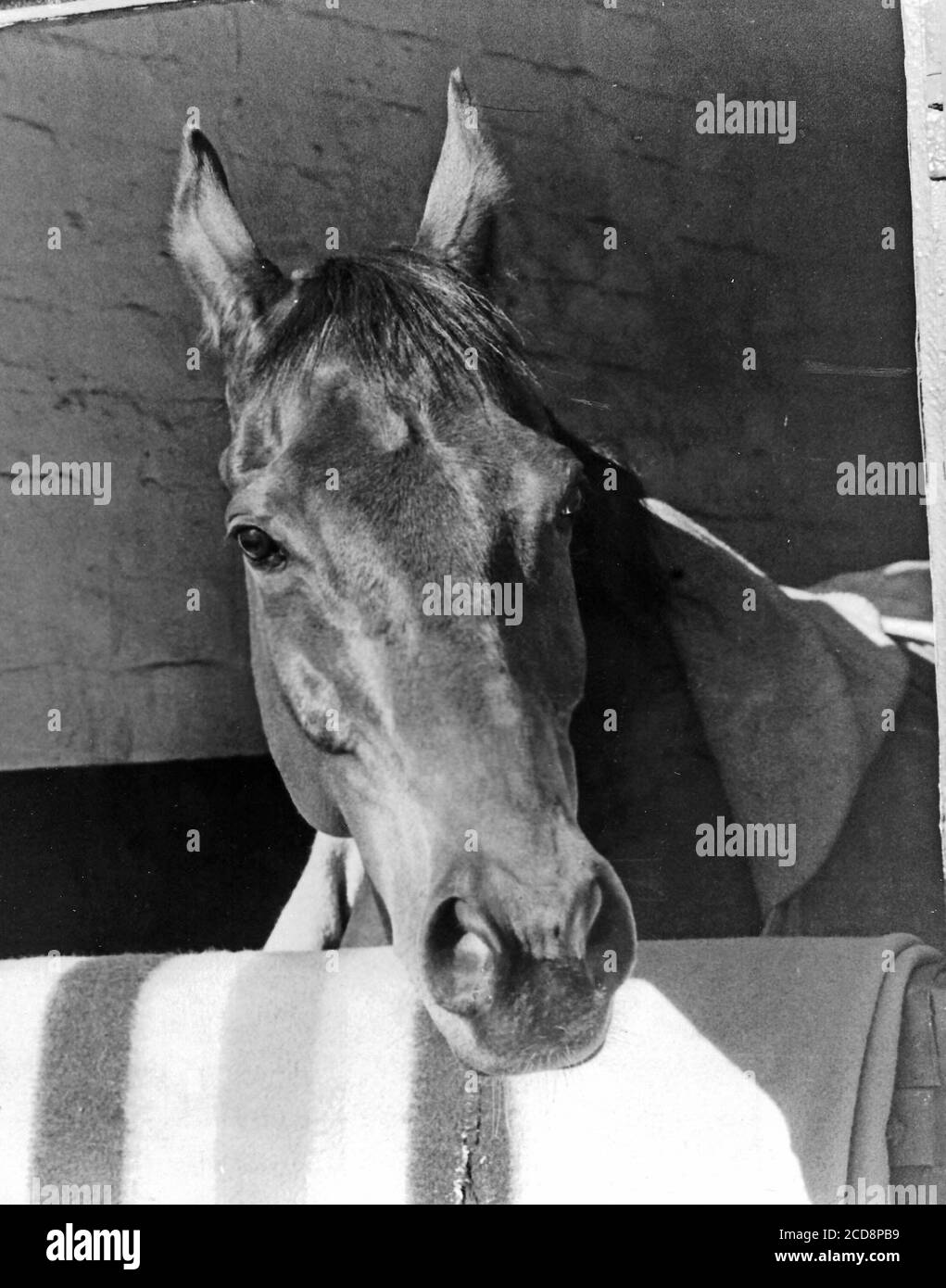 Wonder Horse RED RUM winner of three Grand National Steeplechases having won the event in 1973, 1974, & 1977. The wonder horse was trained by Ginger McCaine and owned by Noel Le Mare and riden by jockey Tommy Stack. Pic by Ray Bradbury Stock Photo