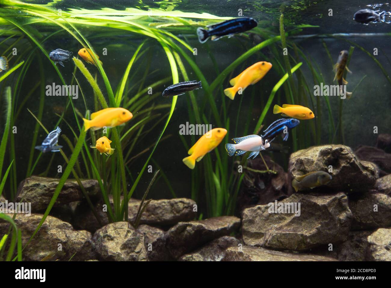 shoal of malawi perch fish in aquarium Stock Photo