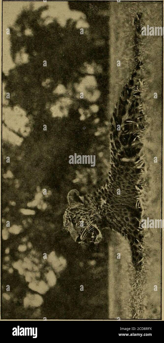 . Journal of the Bombay Natural History Society Stock Photo Alamy