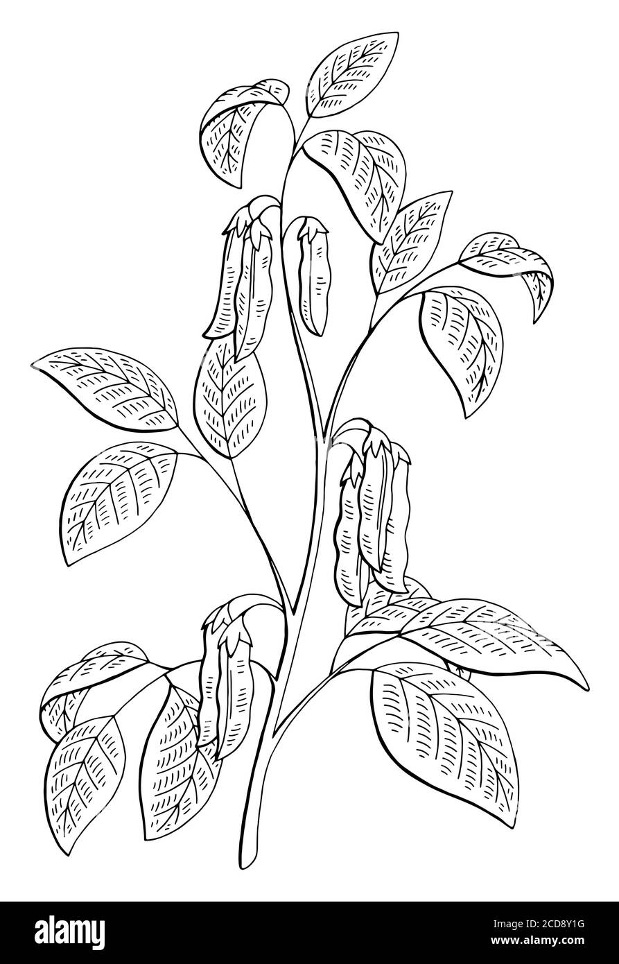Soybean plant graphic black white isolated sketch illustration vector Stock Vector