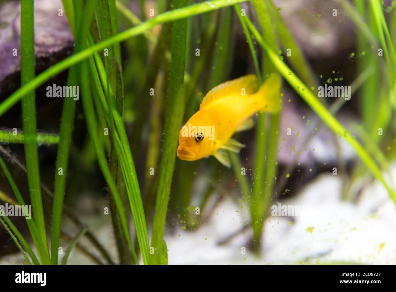 shoal of malawi perch fish in aquarium Stock Photo