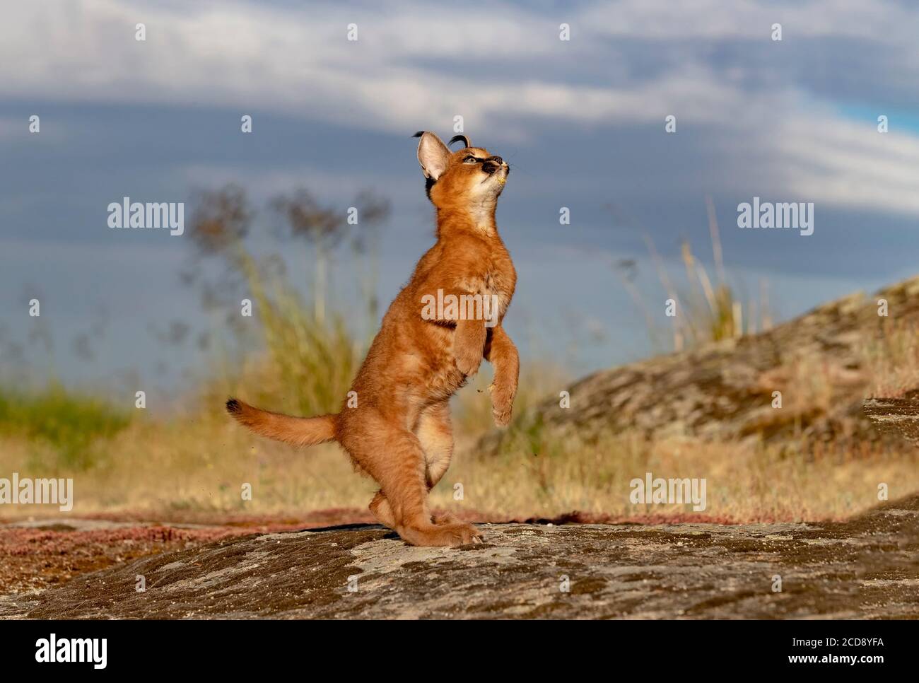 Caracal caracal running hires stock photography and images Alamy