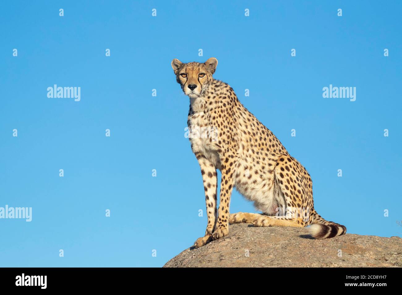 Cheetah (Acinonyx jubatus), occurs in Africa, one adult on rocks, captif Stock Photo