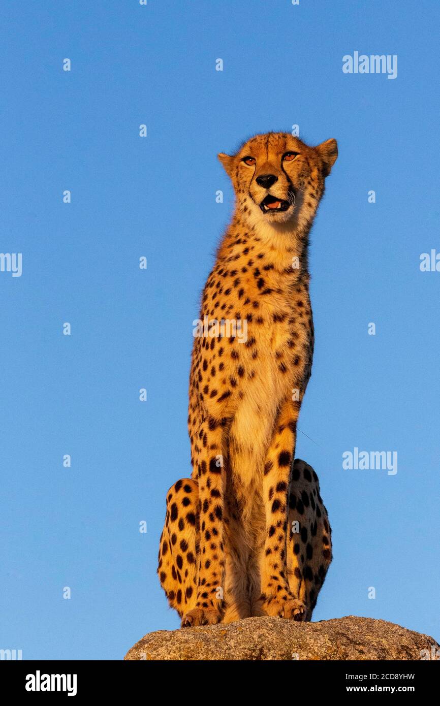 Cheetah (Acinonyx jubatus), occurs in Africa, one adult on rocks, captif Stock Photo