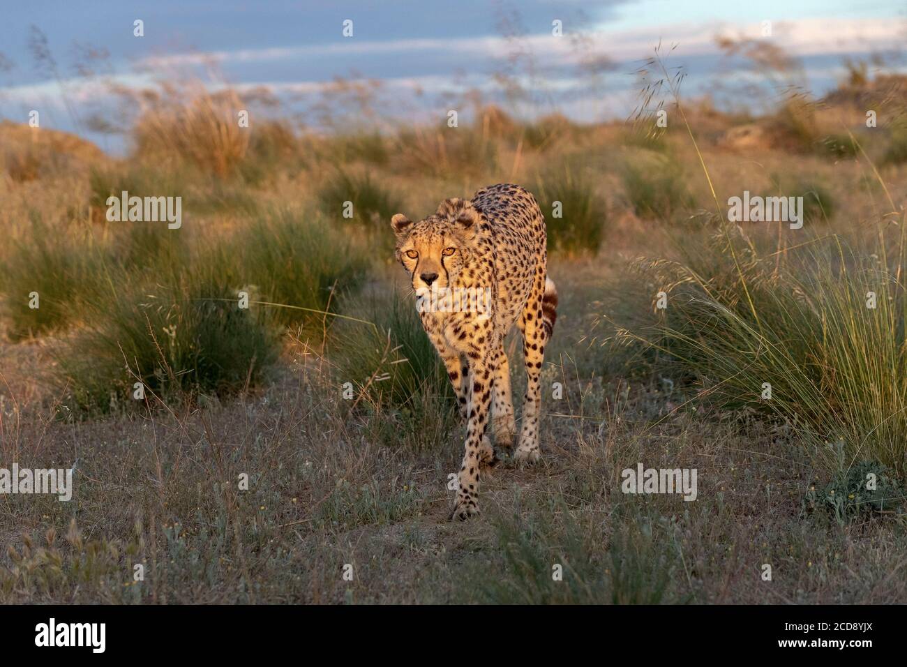 Cheetah (Acinonyx jubatus), occurs in Africa, walking in savanah, captive Stock Photo