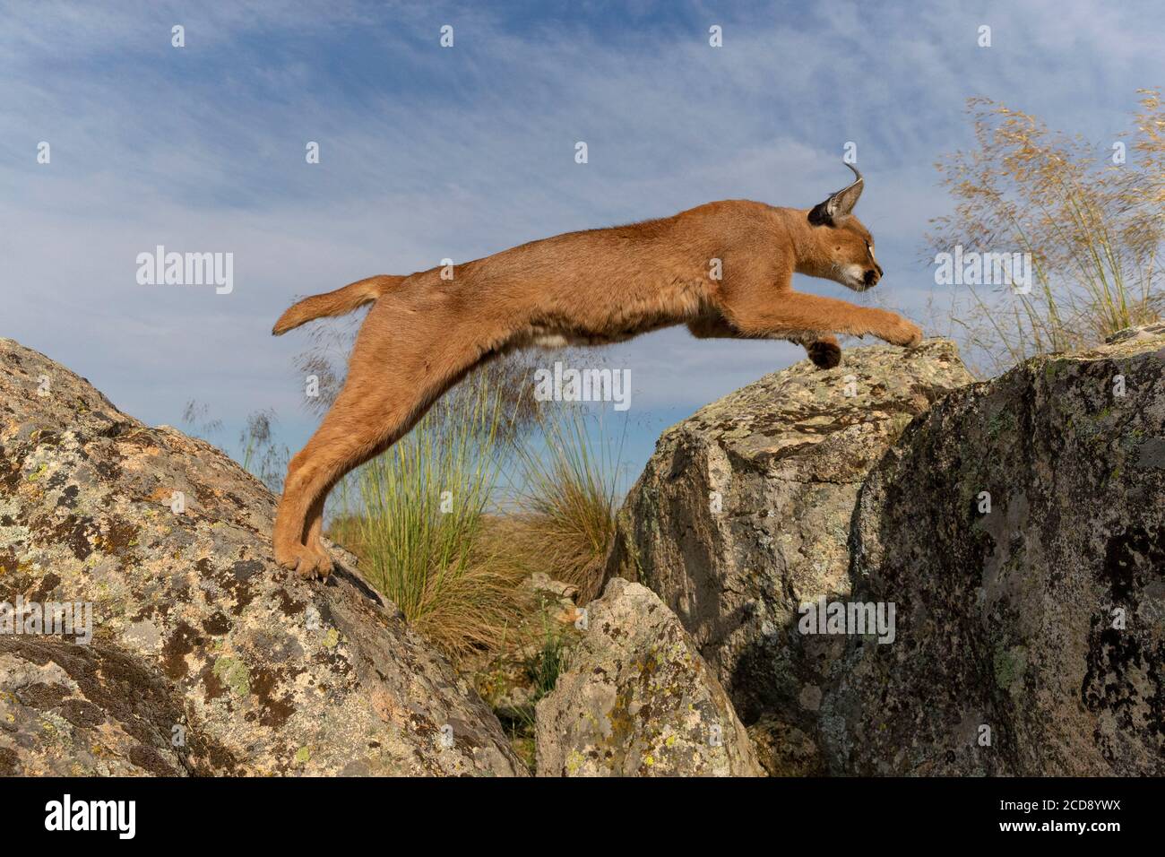 Caracal (Caracal caracal) , Occurs in Africa and Asia, Adult animal