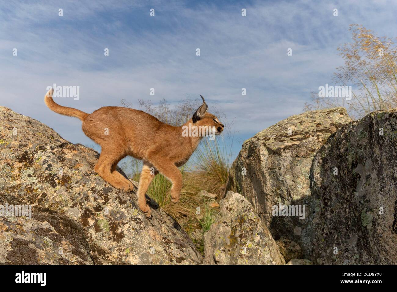 Caracal (Caracal caracal) , Occurs in Africa and Asia, Adult animal