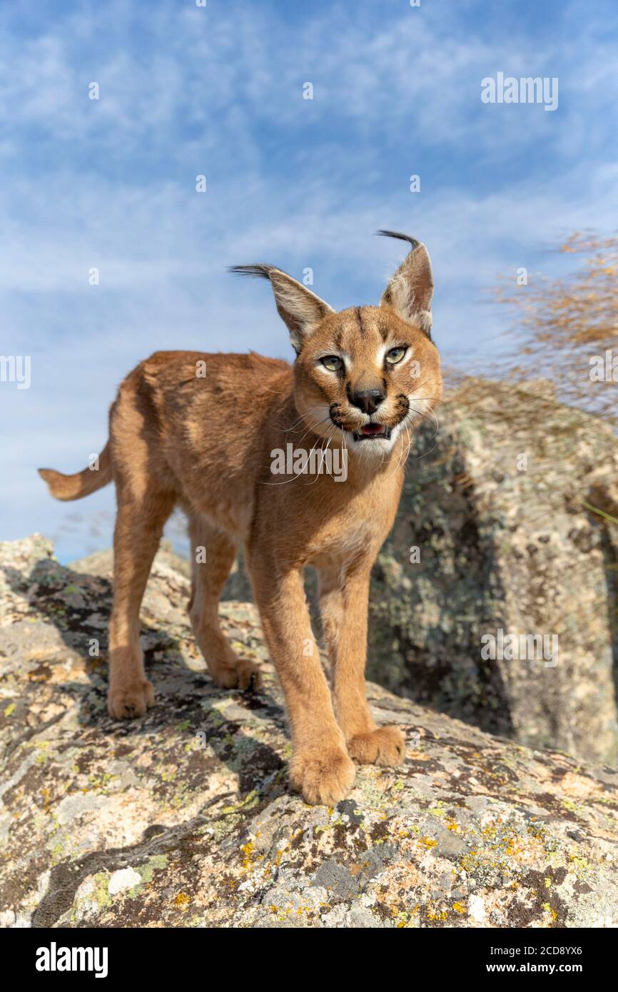 Caracal (Caracal caracal) , Occurs in Africa and Asia, Adult animal