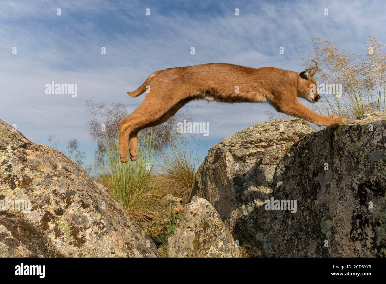 Caracal (Caracal caracal) , Occurs in Africa and Asia, Adult animal