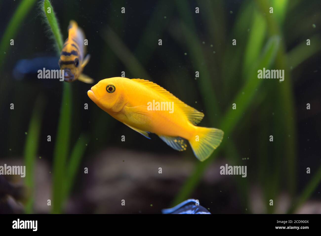 shoal of malawi perch fish in aquarium Stock Photo