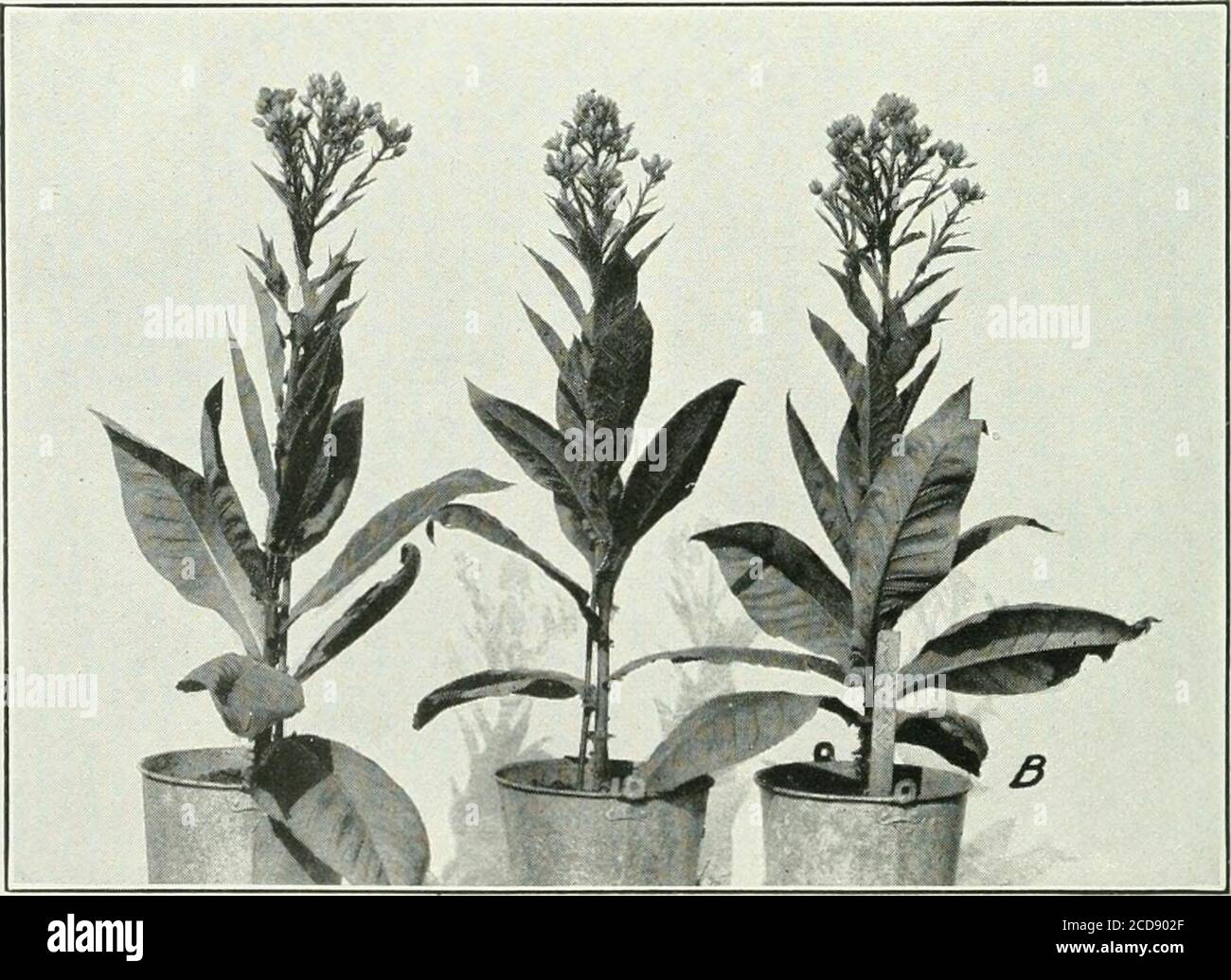 maryland mammoth tobacco plant Journal of agricultural research . Journal of Agricultural Research Vol.  XVIII, No. 11 PLATE 71 A.—Maryland Mammoth tobacco in 12-quart buckets  exposed to light from 6 a. m.to 6 p. m.,
