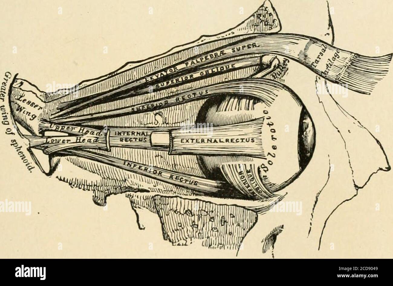. A treatise on diseases of the eye . Capsule of Tenon. (Motais.) EXTRINSIC OCULAR MUSCLES. 35 may communicate to some extent with the perichorioidal space; andthe supravaginal space, a continuation of Tenons space. A centralcanal in the vitreous, corresponding with the site of the arteria hya-loidea, exists in some adult eyes, and may be considered a lymph space.The escape of fluids from the interior of the eye is chiefly by way ofthe anterior chamber and the iris angle, passing through the spaces ofFontana into Schlemms canal and the veins communicating with it.The amount of fluid that passe Stock Photo