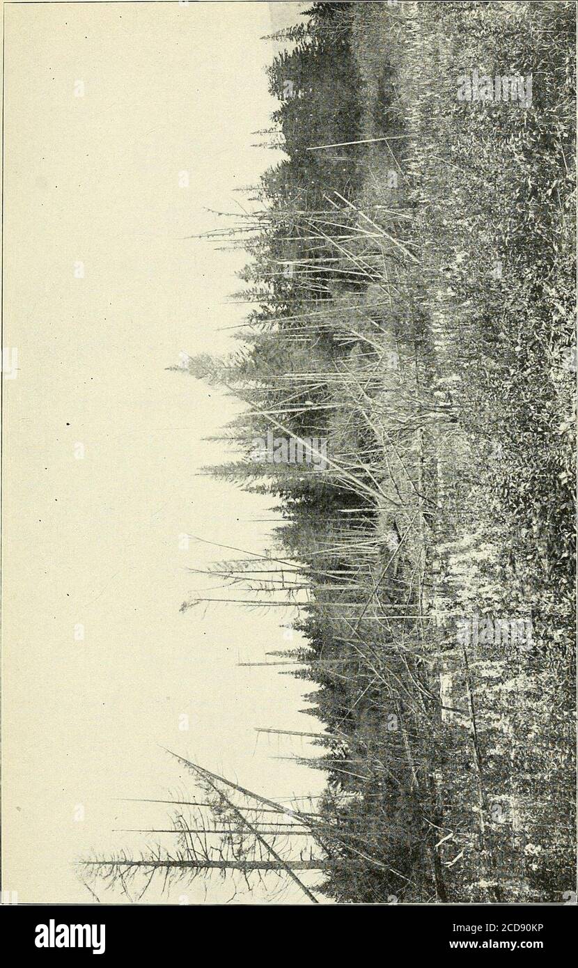 . Forestry and wood industries . neus (Fr.) Karst.On maple, Sabraton.On dead wood, French Creek. (Coll. F. E. Brooks.) Pyropoljrporus igniarius (L.) Murr.On birch, Cranberry Glades.On maple, Cranesville. Pyropolyporus Robiniae Murr. On living locust, Sturgisson.On living locust, Elwell. Pyropolyporus conchatus (Pers.) Murr.On dead log, Morgantown. Pycnoporus cinnabrinus (Jacq.) Karst.On dead wood. Cranberry Mountain.On wild cherry, Reedsville.On wild cherry, Morgantown.On birch, Cranesville.On oak, Morgantown. Mildews. Erysiphe polygom. On yellow poplar, Morgantown. Erysiphe aggregata. On alde Stock Photo