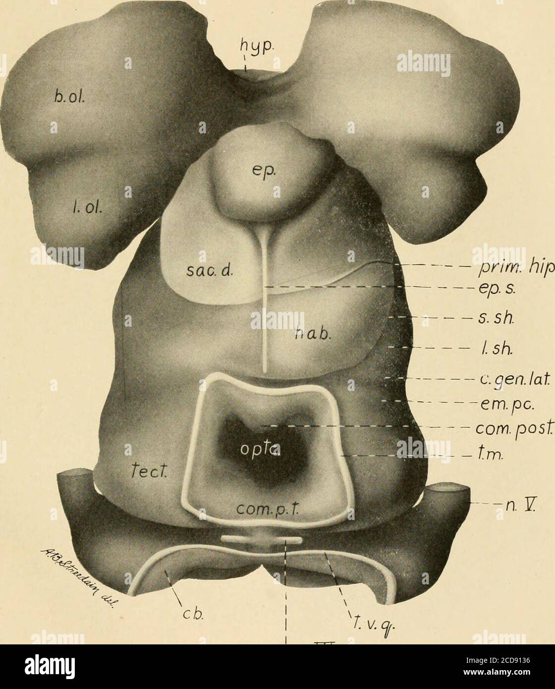 . Journal of comparative neurology . nd 2s.i., sulcus intermedinsS.I ...