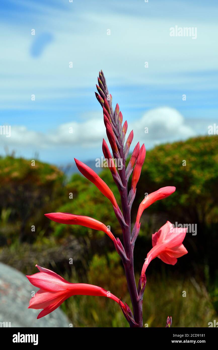 South Western cape, Cape Town, Table mountain, Watsonia tabularis (iridaceae) Stock Photo