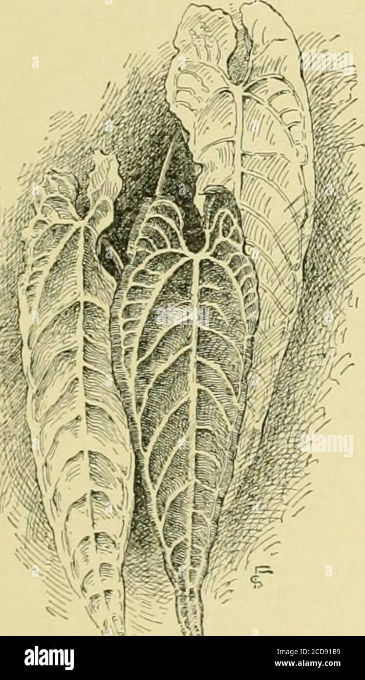 . The standard cyclopedia of horticulture; a discussion, for the ...