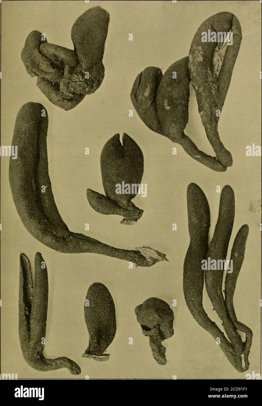. Journal of the Bombay Natural History Society . peolaria, Bull. Syll. V, p. 36. P. Henn. II, p. 335, Saharanpur Garden.—Europe, North America, Aus-tralia ; Brazil (Rick S. J., Contr. ad Monogr. Agaric, p. 67, Broteria 1907). Lepiota cristata, A. et Schw. Syll. V, p. 39. P. Henn. 1. cit., Saharanpur Garden. Europe, North America, Tasmania. Lepiota deliciolum, Berk. Syll. V, p. 44, Darjeeling (2,400m.). Lepiota excoriata, Schaeff Syll. V, p. 31. Punjab.—P. Henn. II, p. 336, Saharanpur Garden—Europe, Australia,S. Africa ; Brazil (Rick 1. cit., p. 67). Lepiota holosericea, Fr. Syll. V, p. 42. P. Stock Photo