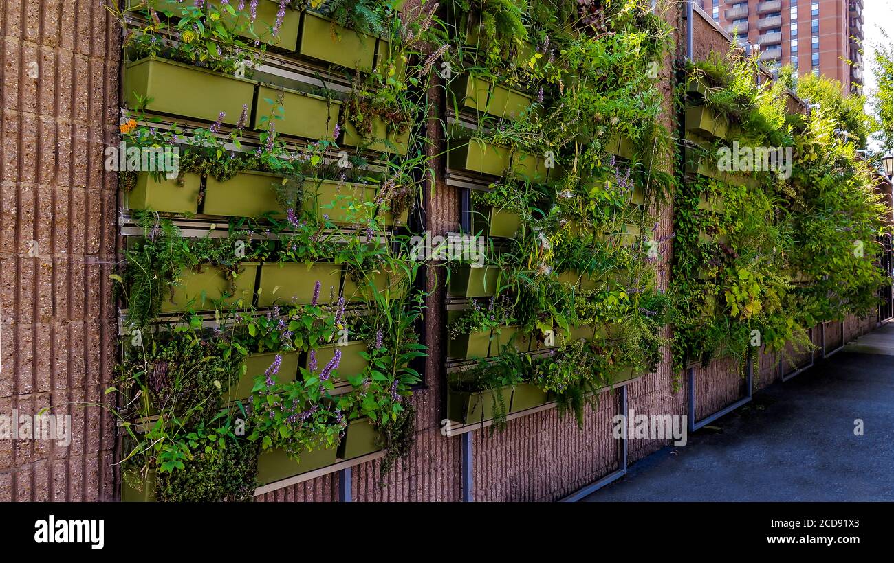 Urban Vertical Green Wall Stock Photo