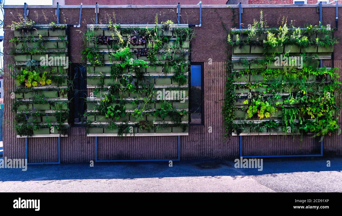Urban Vertical Green Wall Stock Photo