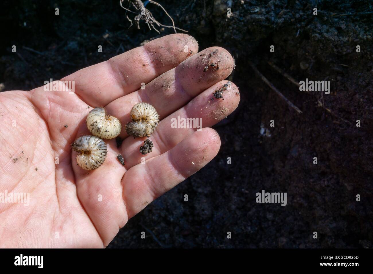three Grub Worms In a Human Hand Stock Photo