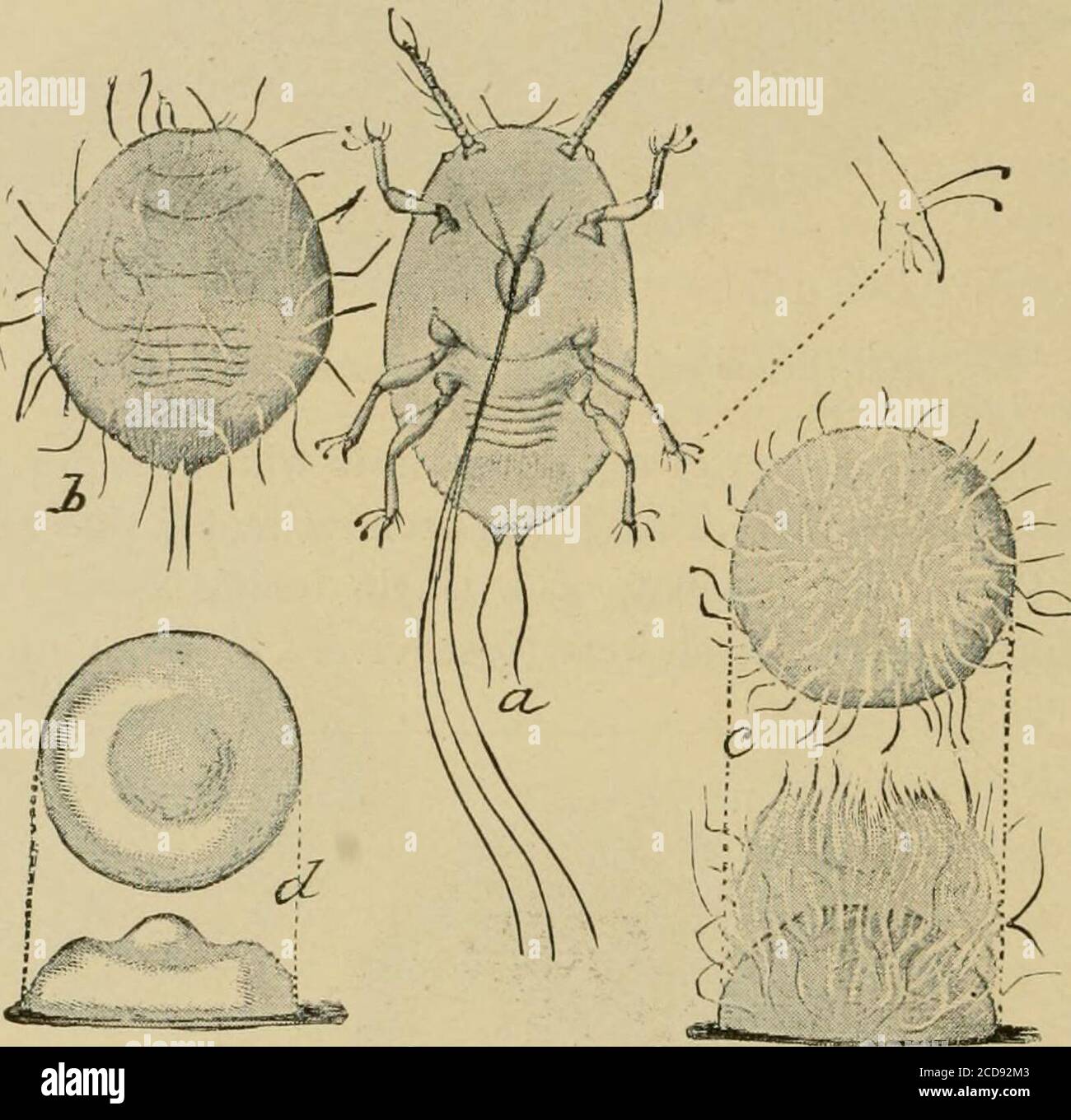 San Jose scale – Pests of Bhutan