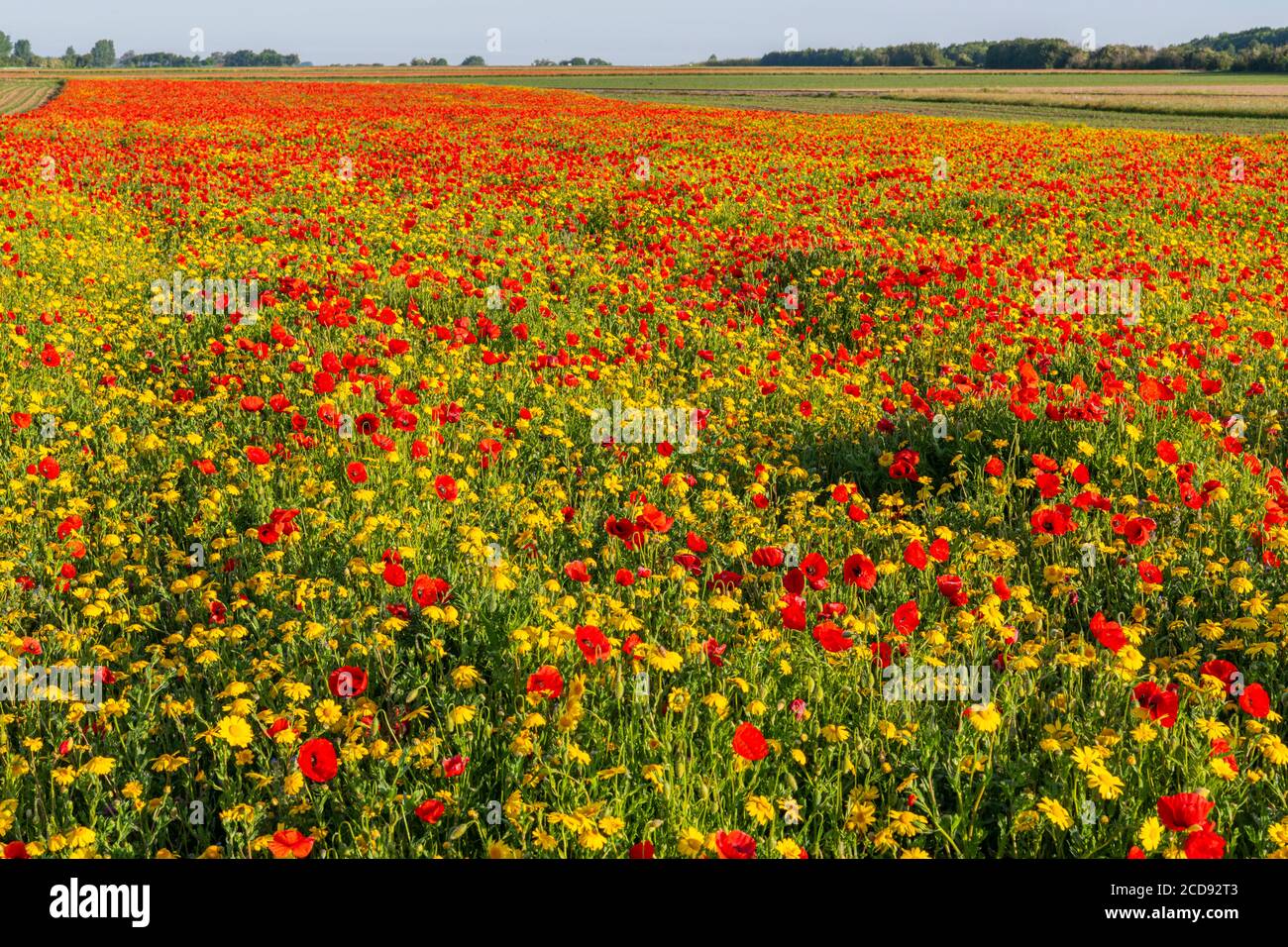 France, Somme, Bay of the Somme, Saint-Valery-sur-Somme, The fields of poppies between Saint-Valery-sur-Somme and Pend? have become a real tourist attraction and many people come to photograph there Stock Photo