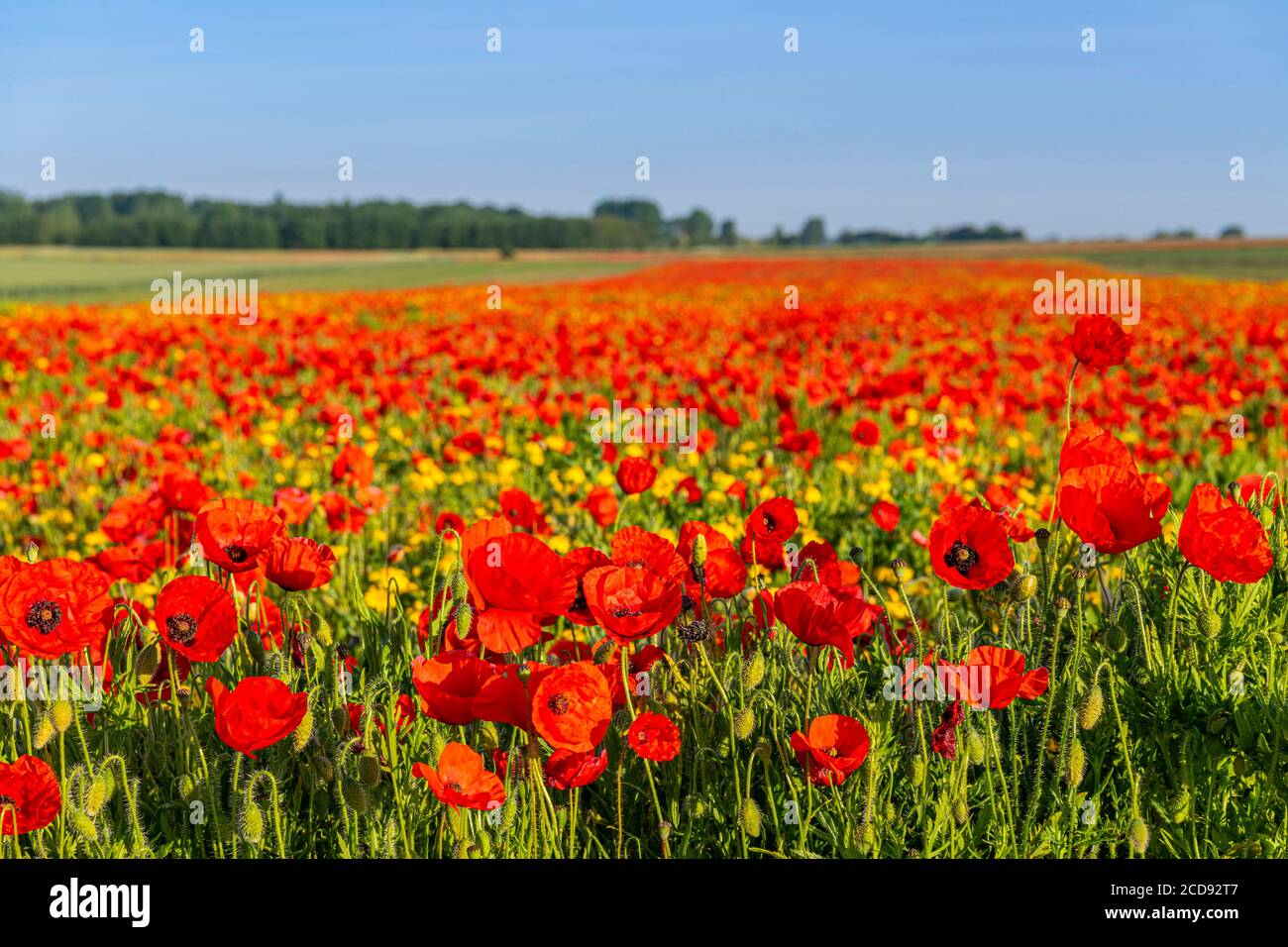France, Somme, Bay of the Somme, Saint-Valery-sur-Somme, The fields of poppies between Saint-Valery-sur-Somme and Pend? have become a real tourist attraction and many people come to photograph there Stock Photo