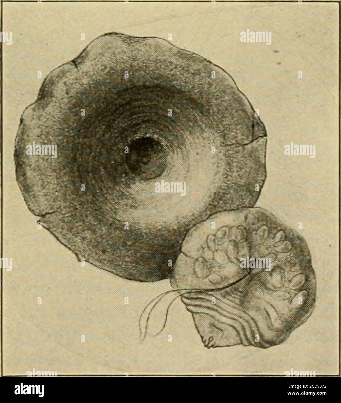 https://c8.alamy.com/comp/2CD9372/insect-pests-of-farm-garden-and-orchard-v-fk-392peach-leaf-bearing-san-jose-scales-along-veins-is-the-remarkable-power-of-reproduction-to-which-the-destructive-ness-of-the-pest-is-due-thus-it-has-been-estimated-that-at-wash-ington-d-c-the-progeny-of-a-single-female-would-number3210080400-by-fall-if-all-were-to-survive-it-is-not-surprising-fig-393adult-female-san-jose-scale-with-scale-removed-to-expose-theinsect-after-alwood-therefore-that-a-tree-wuth-but-a-few-scales-on-it-in-spring-will-becovered-by-them-and-the-fruit-unfit-for-market-in-the-fall-and-thatwith-2CD9372.jpg