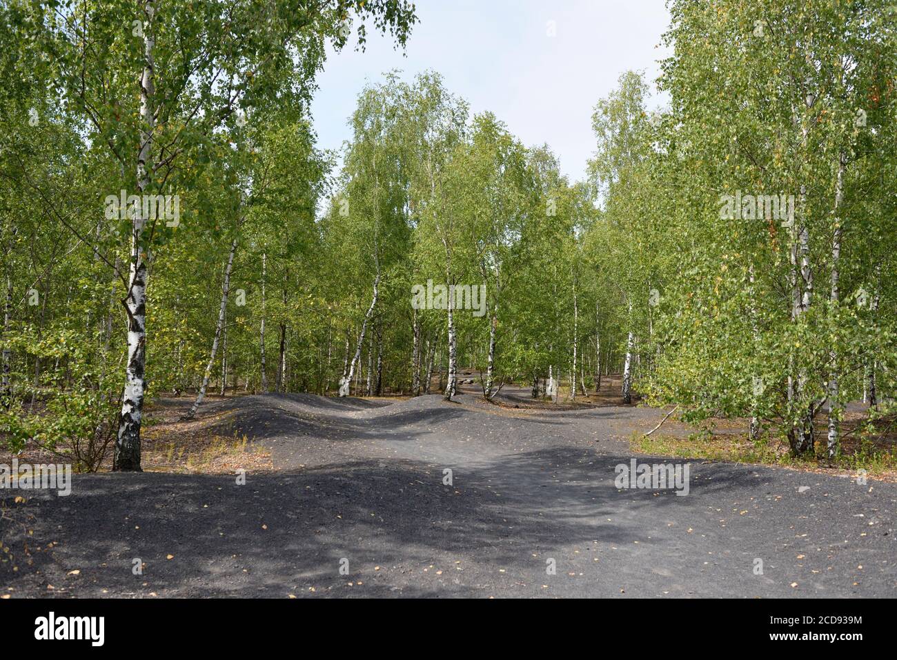 France, Nord, Raismes, pond at Goriaux, terril 171, birch forest Stock Photo