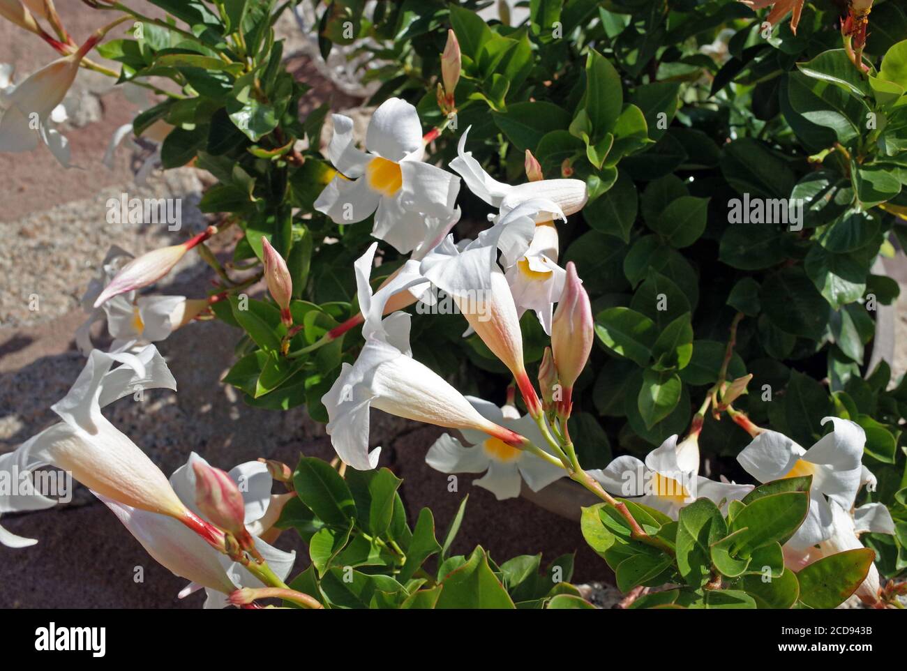 Mandevilla splendens, also named Dipladenia splendens, close-up in Sardinia garden Stock Photo