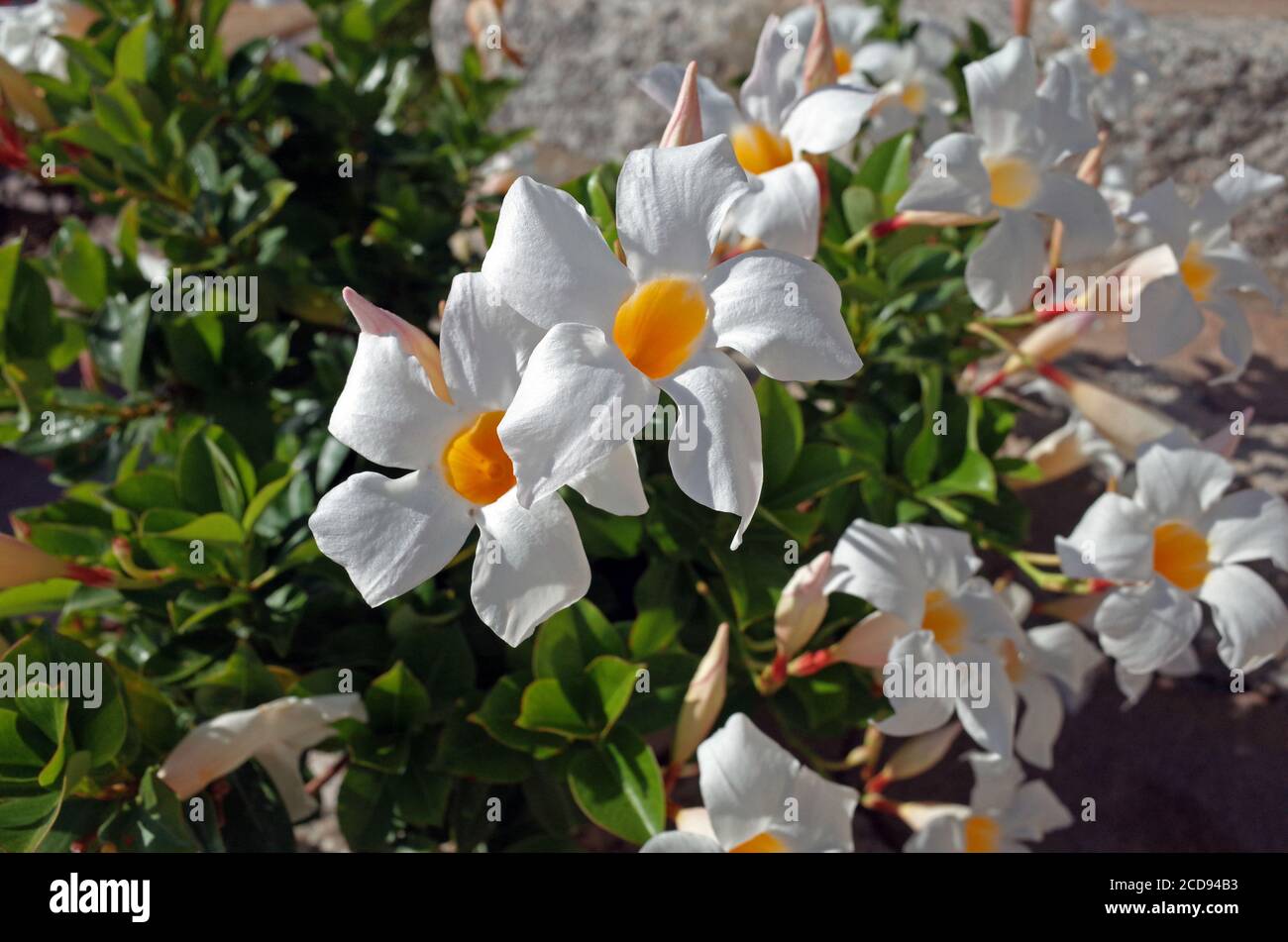 Mandevilla splendens, also named dipladenia splendens, close-up in Sardinia garden Stock Photo