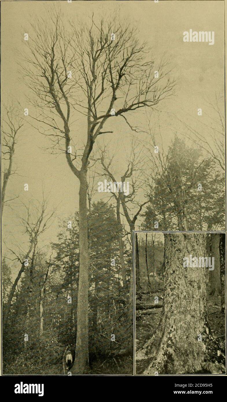 Timber Trees And Forests Of North Carolina D The Cherry Birch Has A Superficial Root System Although In 3oung Grow Th There Is A Prominent Tap Root The Wood Is Heavy Very Strong